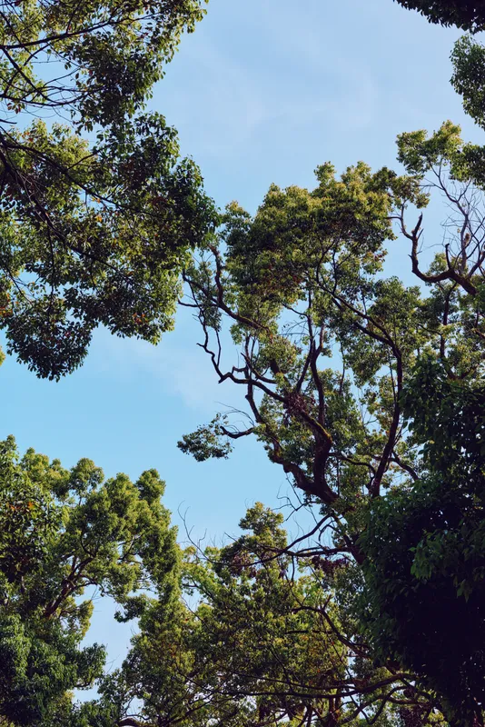 Treetops canopy and blue sky with green leaves and twisting branches, nature scene from below. Sunlit foliage, summer forest view and airy outdoor atmosphere for relaxation.