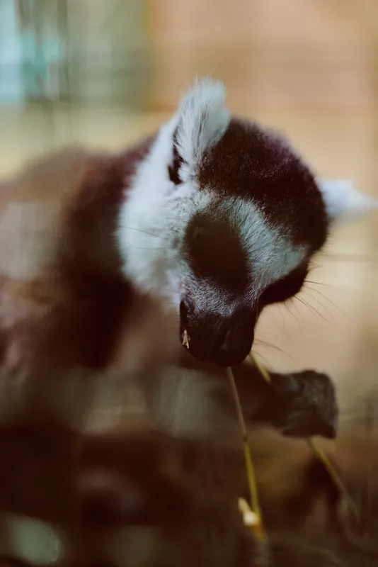 Lemur animal wildlife closeup feeding portrait primate mammal captured eating a leaf on a branch, soft fur and expressive face in warm light for nature study and zoo photography.