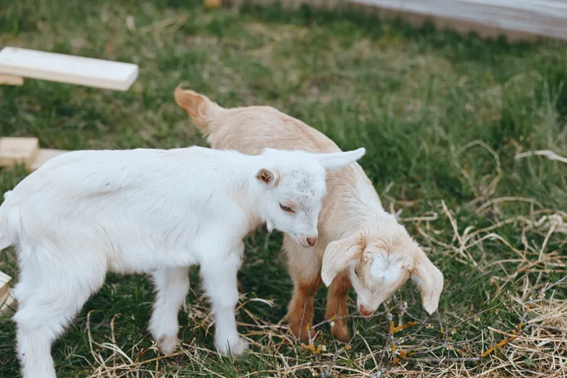 Goat kids roam a sunlit pasture in a rustic setting, with wooden planks nearby, capturing a playful, curious lifestyle moment outdoors among grass, fence, and calm countryside.