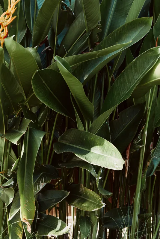 Green tropical leaves densely cover the frame with natural sunlight creating shadows and highlights, showcasing lush foliage and vibrant plant life in a natural setting.