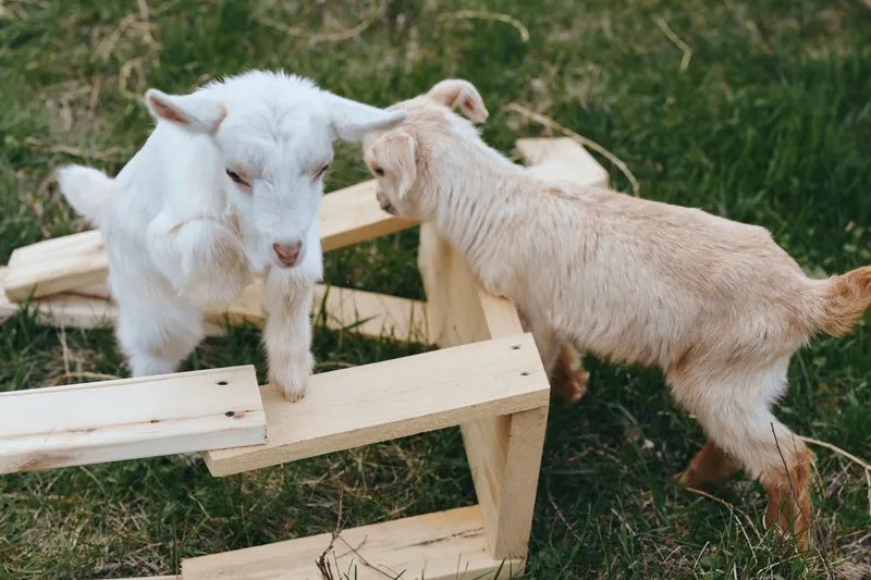 Two young goats interact on a wooden ramp in a grassy yard, capturing playful rural life, curiosity, and farm animals. Natural daylight highlights fur texture and a wholesome, candid mood.