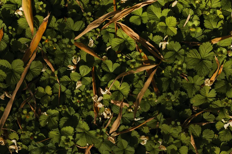 Leaves foliage groundcover flowers plants greenery wildflower strawberry on forest floor with small white blooms and dried grass, closeup of natural texture in soft sunlight