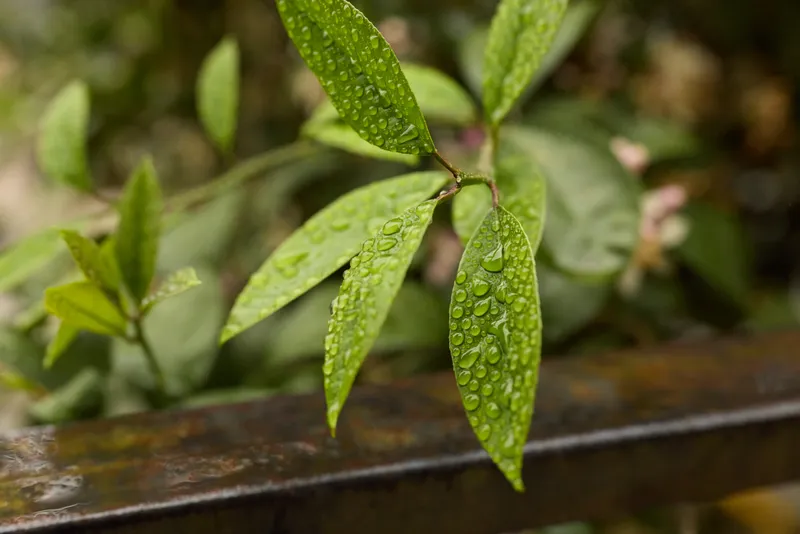 Closeup of leaves with dew on a wooden railing, nature mood and greenery scene, conveying fresh, calm lifestyle and wellness vibes, soft lighting enhances texture and color, inviting serenity