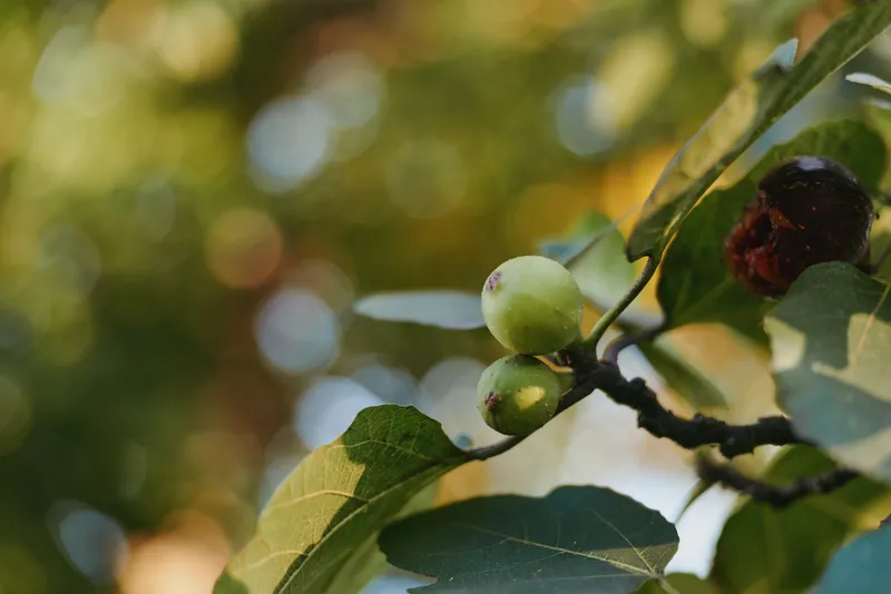 figs fig tree unripe figs leaves closeup sunlight bokeh branch green fruit summer — Close-up of unripe figs hanging on a fig tree branch in a sunlit backyard orchard, morning light, soft bokeh and