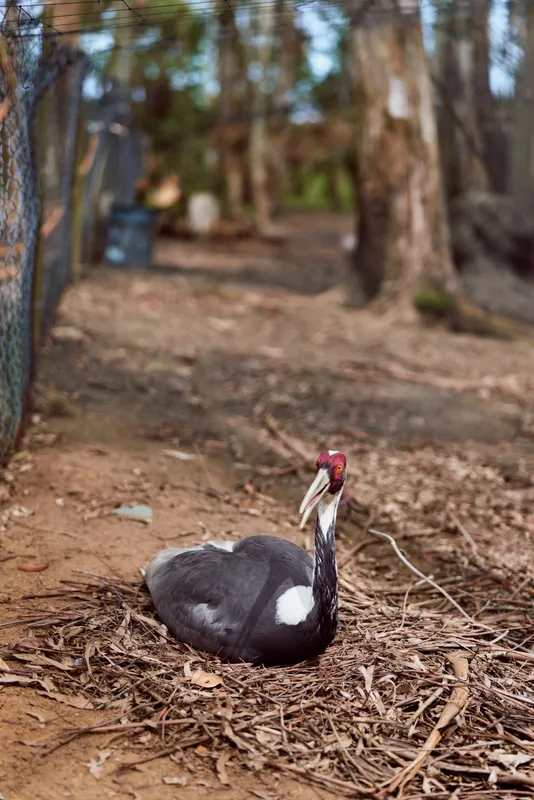 Muscovy duck resting on dirt ground near a fence in a farm yard, a poultry bird with black and white feathers and red wattled face, sitting calmly among leaves and twigs in a rural outdoor scene.