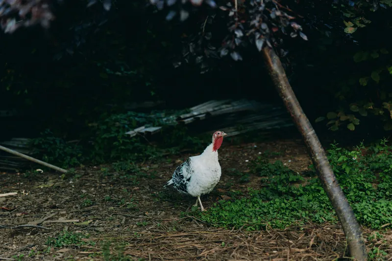 Turkey farm bird white turkey adult turkey in rural backyard walking among grass and leaf litter, heritage poultry with red wattle, natural outdoor scene for farming and lifestyle.