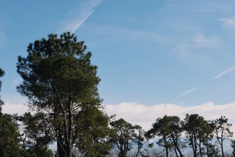 Tall trees reach into a clear blue sky with wispy clouds, creating a peaceful woodland landscape that emphasizes natural foliage, open air, and serene outdoor beauty.