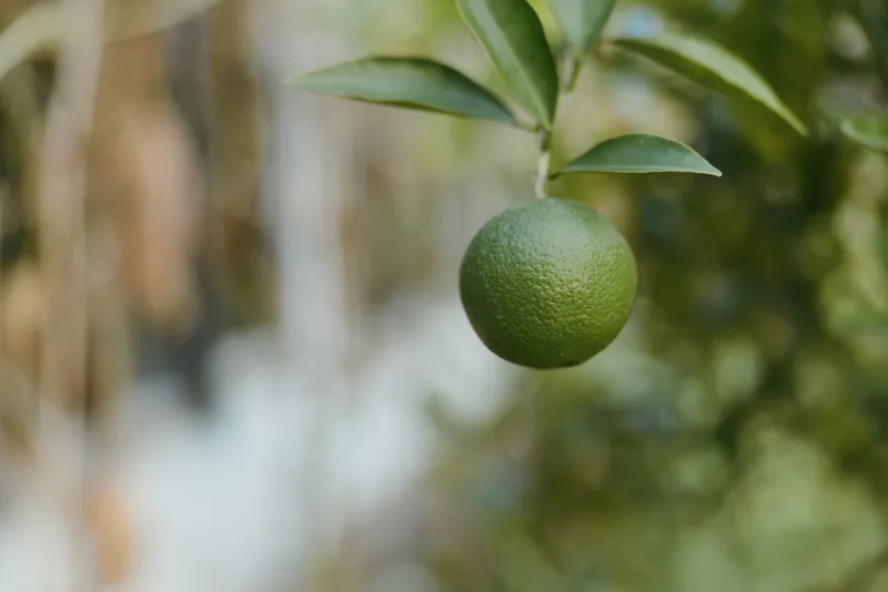 Green citrus unripe orange on citrus tree, fruit on branch with green leaves closeup. Young round fruit hanging in tropical outdoor garden, fresh agricultural harvest and culinary produce.