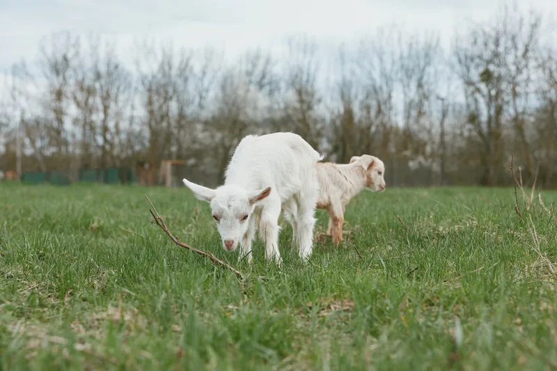 Goat kid and adult goats in a pasture outdoors, a curious youngster exploring a sunlit meadow while a calm companion watches, natural light, green grass, rural lifestyle mood and peaceful.