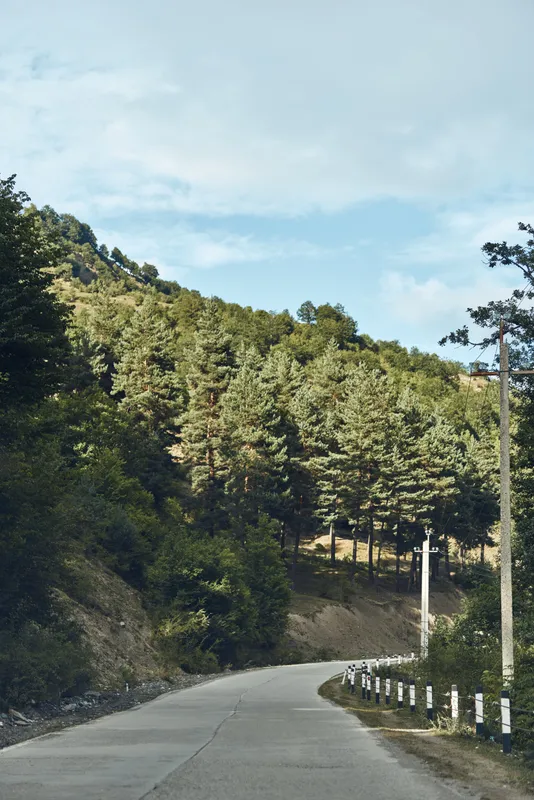 Winding road cuts through a lush forest landscape, tall trees lining the pavement and distant hills under a bright sky, creating a serene outdoor travel scene and calm atmosphere.