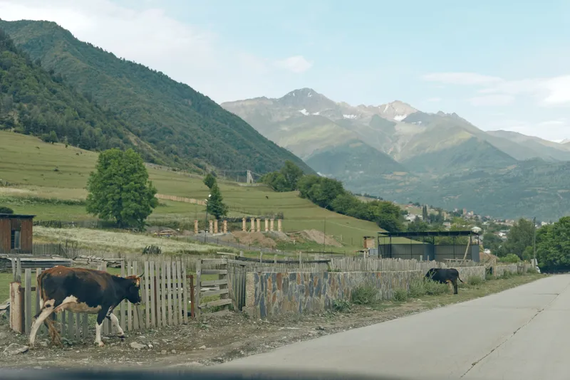 Cows graze along a rural road beside weathered fences, with rolling pastures and distant mountains under a clear sky, creating a tranquil countryside scene