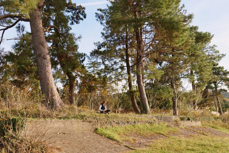 Forest scene with tall trees and clear sky a person sitting on a grassy path enjoying nature and quiet outdoors capturing a peaceful moment in a woodland setting