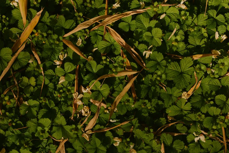 Groundcover leaves green grass flowers nature foliage plants closeup texture with dried brown grass and scattered small white blossoms, outdoor botanical background and seasonal detail.
