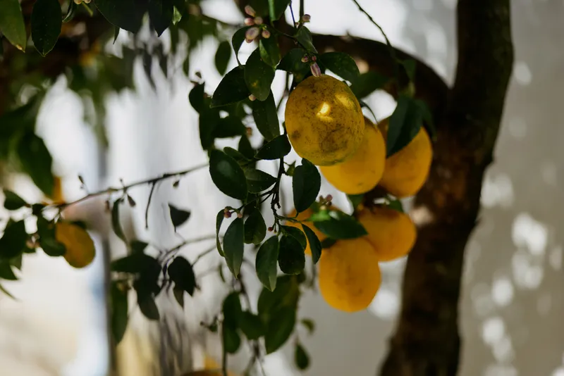Bright outdoor scene of a lemon tree with ripe yellow fruit on leafy branches in a sunlit garden, fresh and cheerful atmosphere, simple home garden harvest vibe.