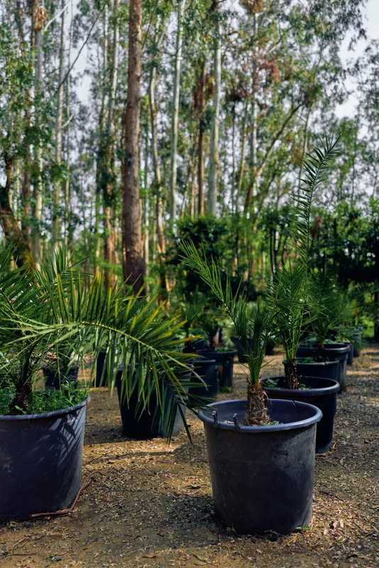 Potted palm nursery plants in black pots outdoors, young palm seedlings lined in rows on a soil path among tall trees, ideal nursery stock for landscaping and propagation.