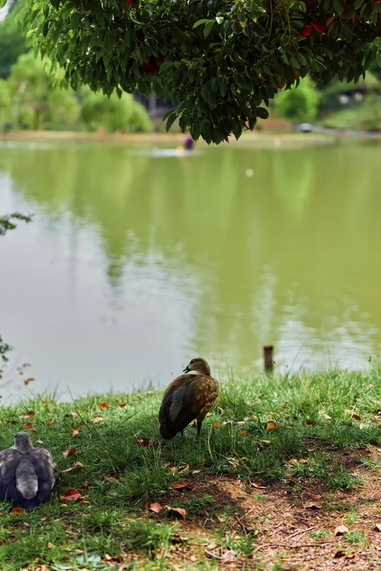 Duck, pond, grass, bird, lake, water, tree, park: A solitary duck stands on grassy shore under a leafy tree by a calm pond in a city park, soft water reflections and scattered autumn leaves visible.