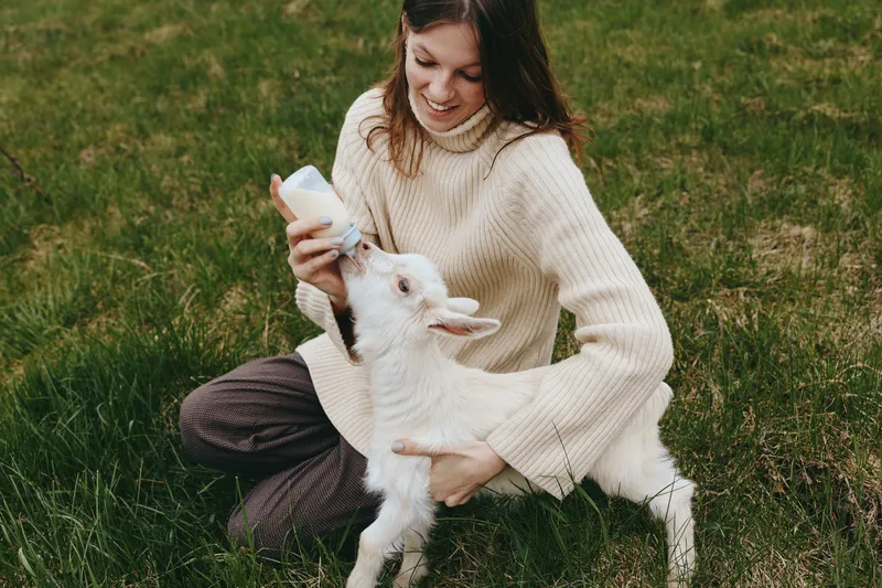 A woman feeds a young goat kid with a bottle in a grassy field, capturing a gentle bonding moment outdoors. A lifestyle scene showcasing care, nurture, and calm countryside atmosphere.