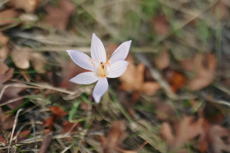 A delicate wild crocus blooms alone amid dried grass and fallen leaves, captured with authentic natural detail and genuine texture in soft focus macro showcasing fragile petals.