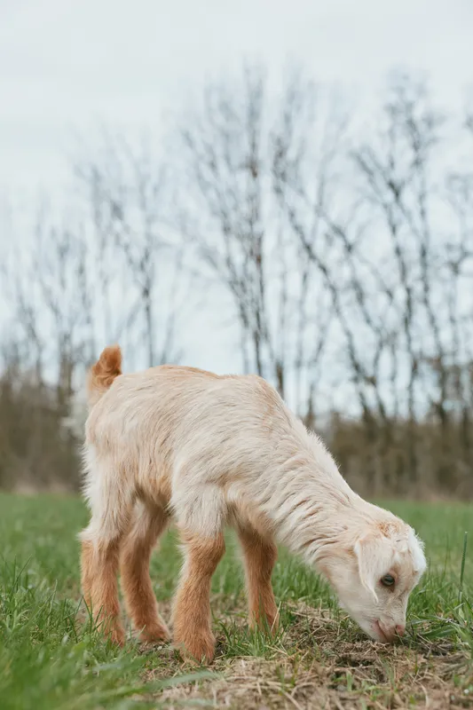 Young goat kid grazing on green grass in an open field during early spring with bare trees in the background, capturing a peaceful rural lifestyle moment.