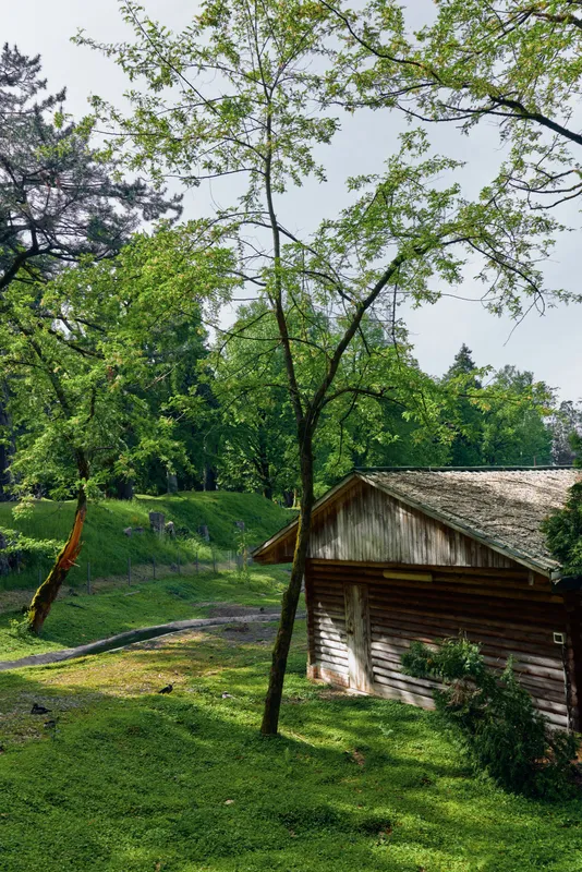Cabin tree forest grass cottage wooden rural: Small wooden cabin beside a slender tree in a sunlit forest clearing with lush grass, dappled shade and a peaceful countryside atmosphere.