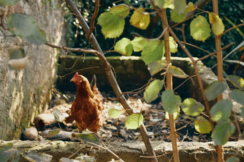 Chicken, bird, hen, poultry, branch, garden, nature, brown perched on a slender branch amid green leaves and stone steps in a rustic outdoor setting