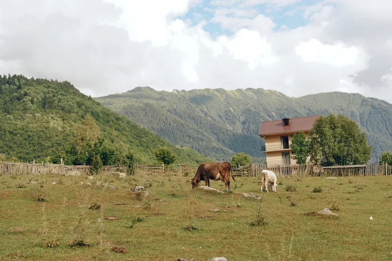 Rural landscape with horses grazing in a grassy field, a small wooden cabin nearby, and distant mountains creating a tranquil countryside scene