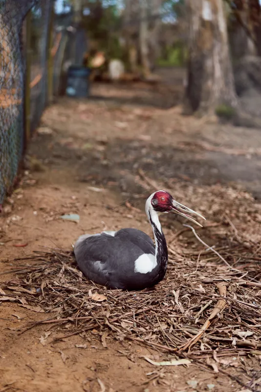 Bird stork redhead resting on ground among leaves and twigs, long beak and striking feathers visible in a wildlife park enclosure, closeup portrait showing calm profile.
