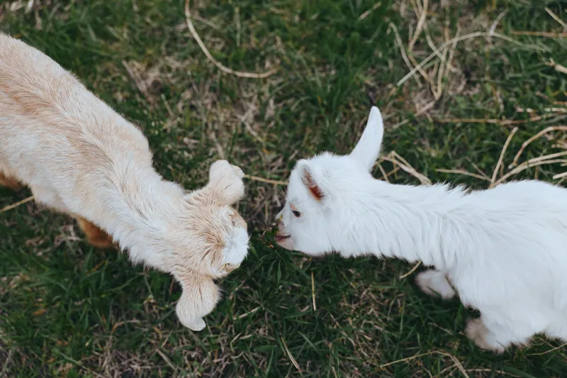 Goat, kid, outdoor interaction, two goats on a grassy field under gentle sunlight, curious and calm, natural textures, rural setting, simple companionship, candid wildlife moment