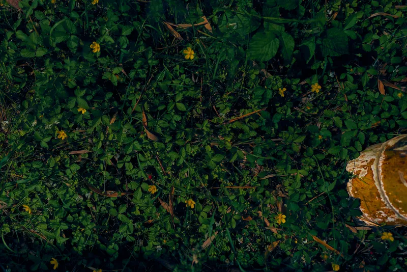 Grass clover green flowers foliage forest bark in a closeup view of ground cover with small yellow blooms, scattered leaves and a birch stump at the edge of the scene.