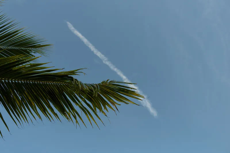 Bright tropical scene with palm fronds framing a clear blue sky, a faint jet contrail crosses overhead, evoking relaxed vacation vibes and outdoor leisure under sunny weather.