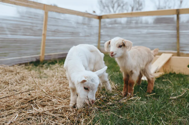 Two playful goat kids in a wooden fenced pen nibble straw on a sunny rural pasture, creating a warm wholesome scene of farm animals, lifestyle and gentle companionship.