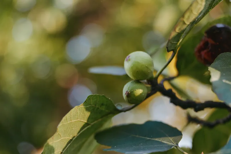Fig fruit and green figs on fig tree leaves and branch closeup with sunlight and bokeh, unripe ripening in a home garden setting with soft backlight and summer mood.