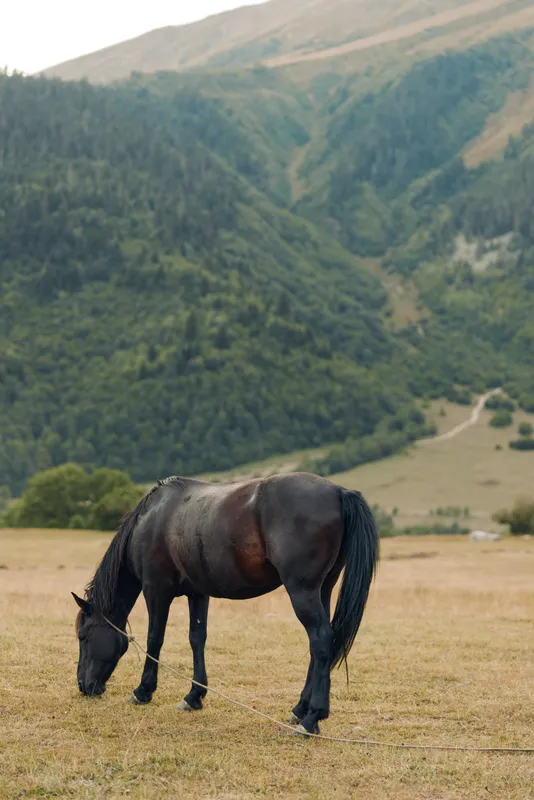 A lone horse grazes in a wide meadow with rolling hills and distant mountains, capturing a peaceful rural scene and timeless bond between animal and nature.