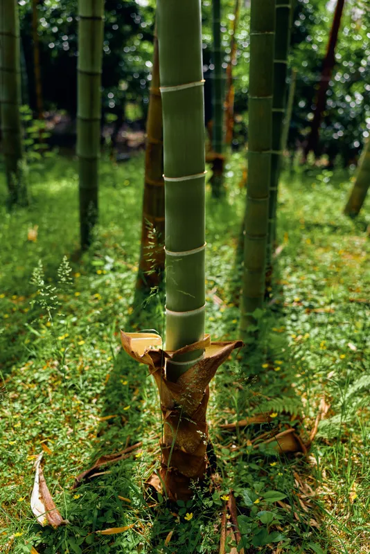 Bamboo shoot and stalk in a green grove, closeup of trunk and emerging culm in a forest setting. Nature scene with sunlight, moss and textured vertical stems.