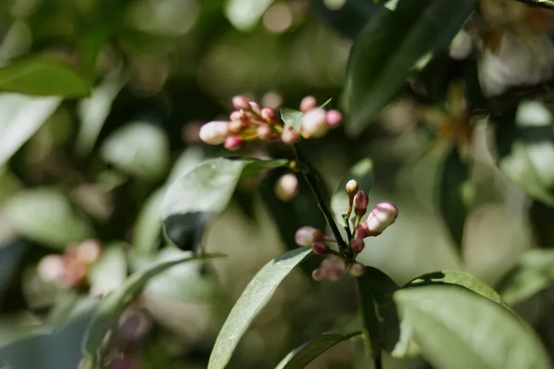 Closeup of pink blossoms on a slender branch bathed in bright soft light, conveying a calm spring mood and delicate natural beauty