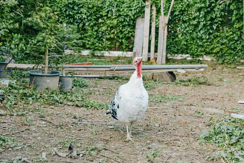 turkey, white turkey, adult turkey in backyard garden rustic scene: free-range bird standing and walking with alert posture near ivy fence, potted plants and wooden planks, daytime.
