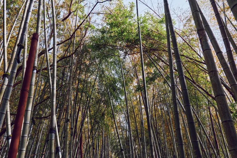 Bamboo forest trees grove canopy trunks rising vertically in a dense stand, sunlight filtering through leaves, creating a serene green atmosphere with tall slender stalks and textured bark.