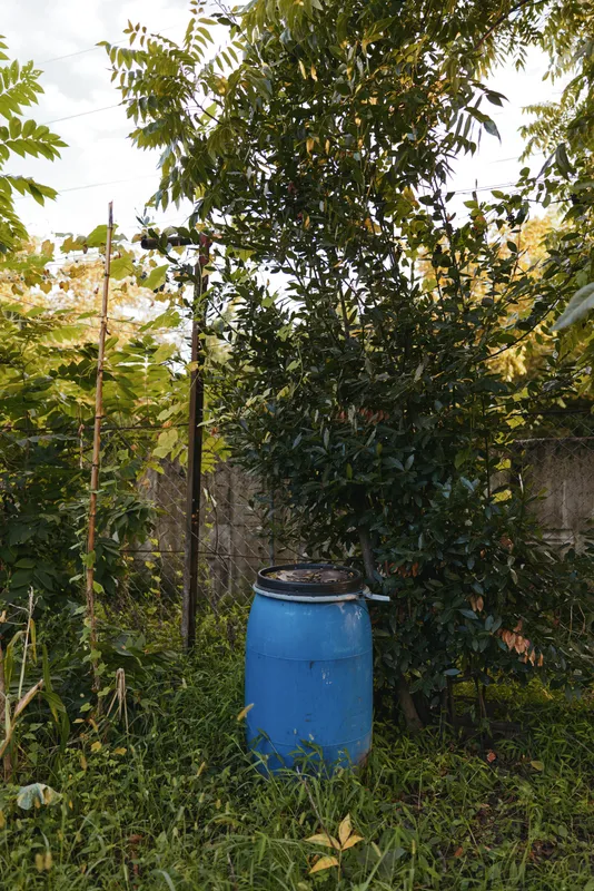 Blue barrel rain barrel in an overgrown backyard garden with dense foliage, rustic plastic storage drum beside fence suggesting rural middle-aged gardener use and eco water collection purpose.