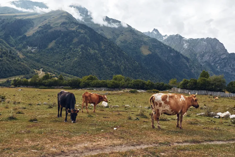 Cows grazing in a wide pasture with rolling hills and distant mountains, creating a peaceful rural landscape and a sense of open farm life and wildlife nearby.