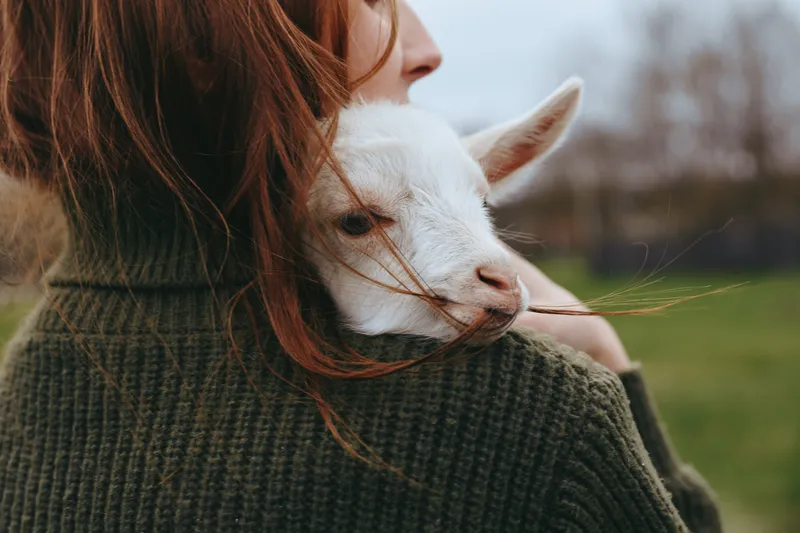 Closeup of a woman with a green sweater cradling a white goat kid in a rural countryside, conveying affection, gentle companionship, and calm wellness in a warm, natural setting.