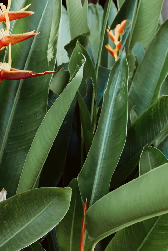 Close-up of large green tropical leaves with orange bird of paradise flowers, natural garden scene, lifestyle concept with vibrant colors and fresh plant details.