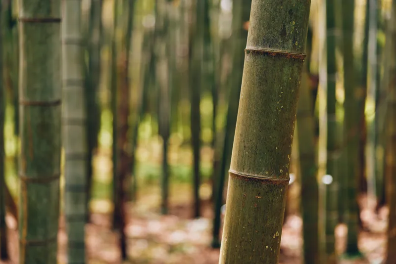 Bamboo forest stalks in nature with green trunks and dense grove background, closeup of textured bamboo stems creating vertical lines and tranquil natural atmosphere.