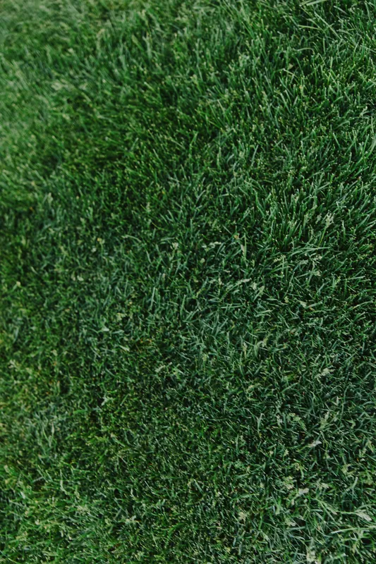 Lush green grass, vibrant turf, perfect for outdoor activities or serene landscapes, creating a refreshing and inviting atmosphere for relaxation or play.