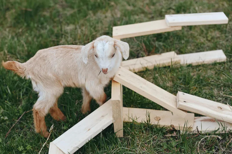 Goat, kid, animal, outdoor, farm, rustic, wooden, grass, nature, playful. A young goat stands among light wooden frames in a sunny meadow, conveying countryside lifestyle, curiosity, and rustic charm.