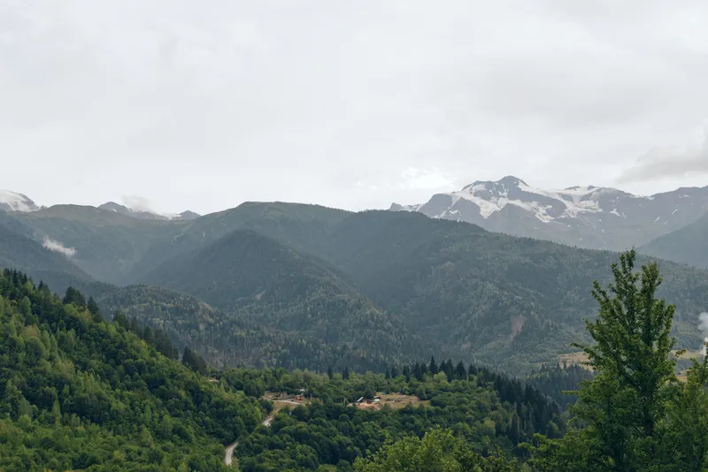 Tall pine trees frame a lush mountain forest landscape beneath a cloudy sky, creating a tranquil outdoor scene perfect for nature and travel storytelling