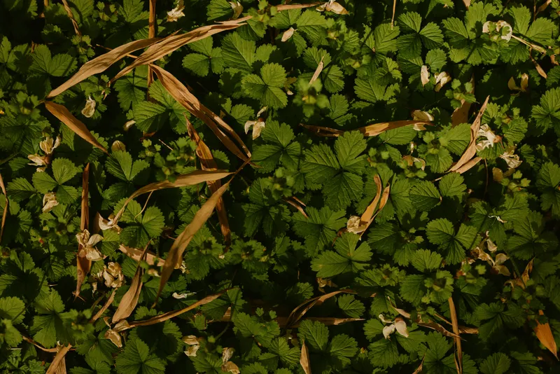 Ground leaves green foliage flowers plants cover the forest floor with small white blooms and dried grass, closeup texture of natural carpet, organic botanical background and fine detail