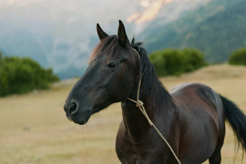 A dark brown horse stands in a sunlit meadow, tethered with a simple rope. The calm animal gazes toward the distance as distant mountains glow softly in the background.