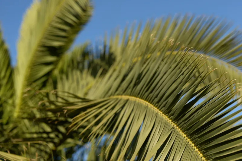 Close-up of palm tree leaves bathed in sunlight with clear blue sky background, showcasing tropical nature and vibrant green foliage under bright daylight.