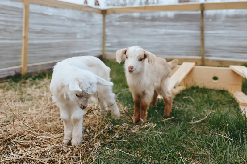 Lifestyle scene with two goat kids in a fenced yard, exploring straw and grass, calm daytime setting, rural ambiance, friendly animals near a wooden enclosure, outdoor rustic farm vibe, simple