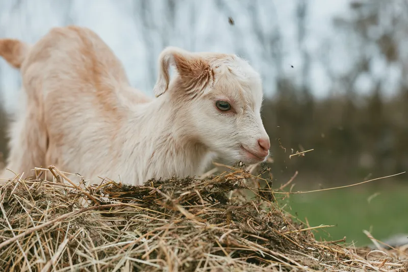 Goat kid nibbling hay in a rural farm setting, closeup portrait of a curious animal with soft fur, natural light creates a calm mood, rustic background, gentle texture, quiet countryside moment,